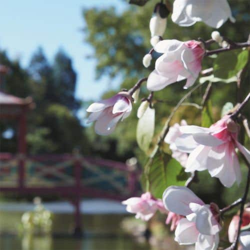 春日公園淡香水